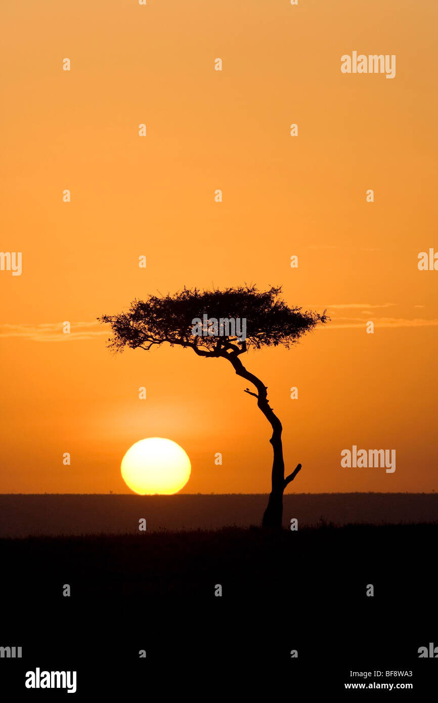 Sunrise nel Mara - Masai Mara riserva nazionale, Kenya Foto Stock