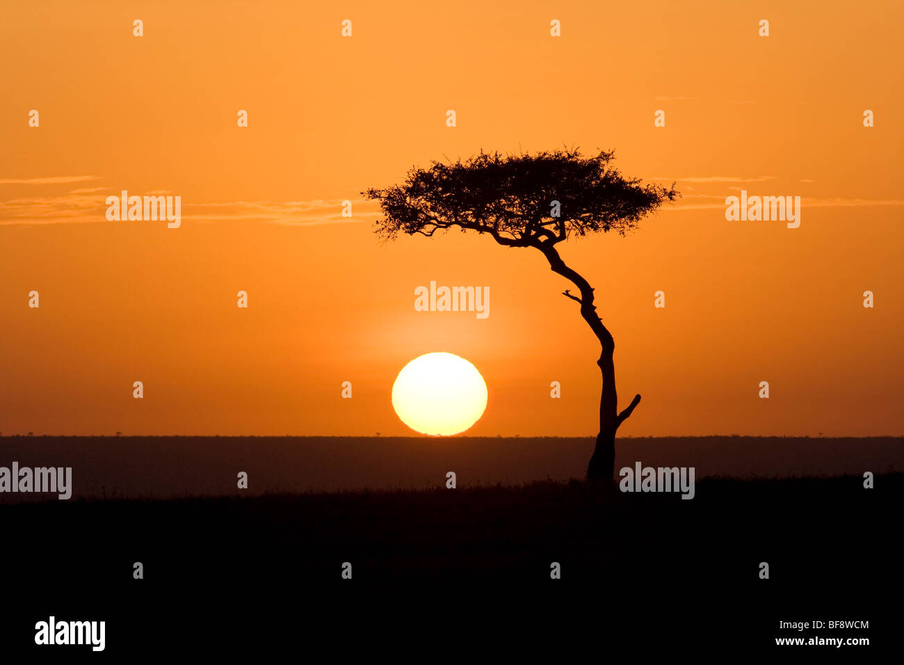 Sunrise nel Mara - Masai Mara riserva nazionale, Kenya Foto Stock