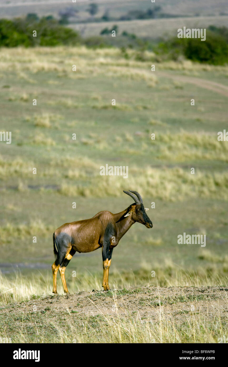 Topi - Masai Mara riserva nazionale, Kenya Foto Stock