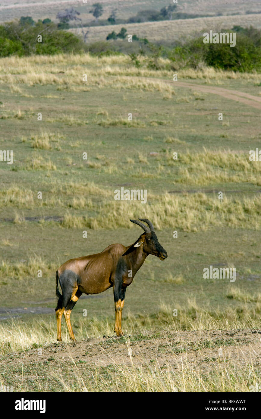Topi - Masai Mara riserva nazionale, Kenya Foto Stock