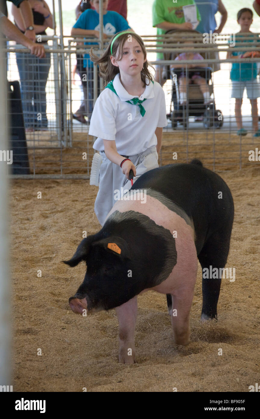 4-H ragazza mostra hog , Harford County Fair di fattoria Foto Stock