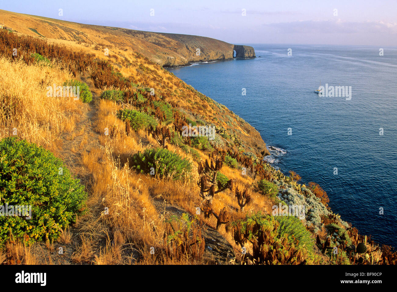 Sbarco Cove e arco punto su Santa Barbara Island, Channel Islands National Park, California, Stati Uniti d'America Foto Stock