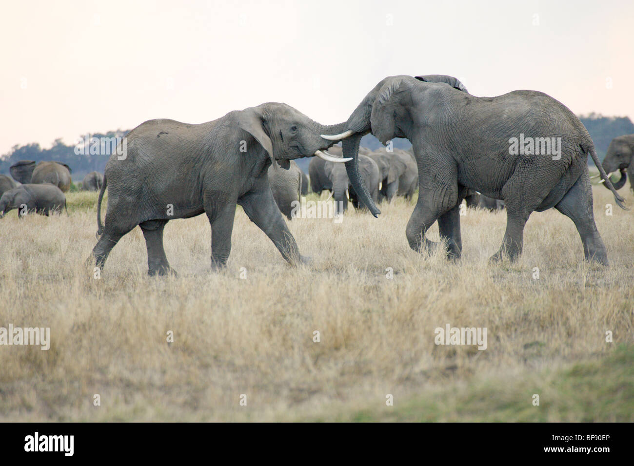 Due elefanti africani, Loxodonta africana, combattimenti. Masai Mara riserva nazionale del Kenya. Foto Stock