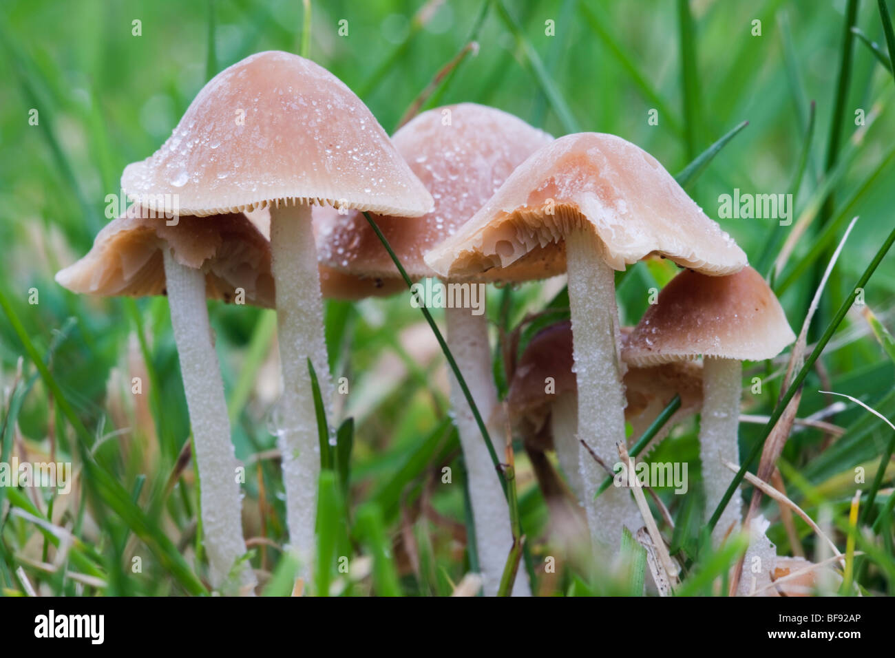 Close-up di autunno funghi fruitng organismi che crescono su di un giardino interno prato in ottobre. Regno Unito Gran Bretagna Foto Stock