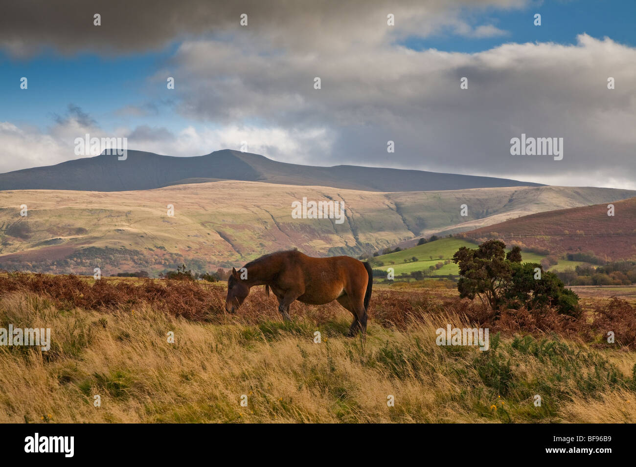 WELSH PONY di montagna con Pen-Y-ventola sfondo nel Parco Nazionale di Brecon Beacons Foto Stock