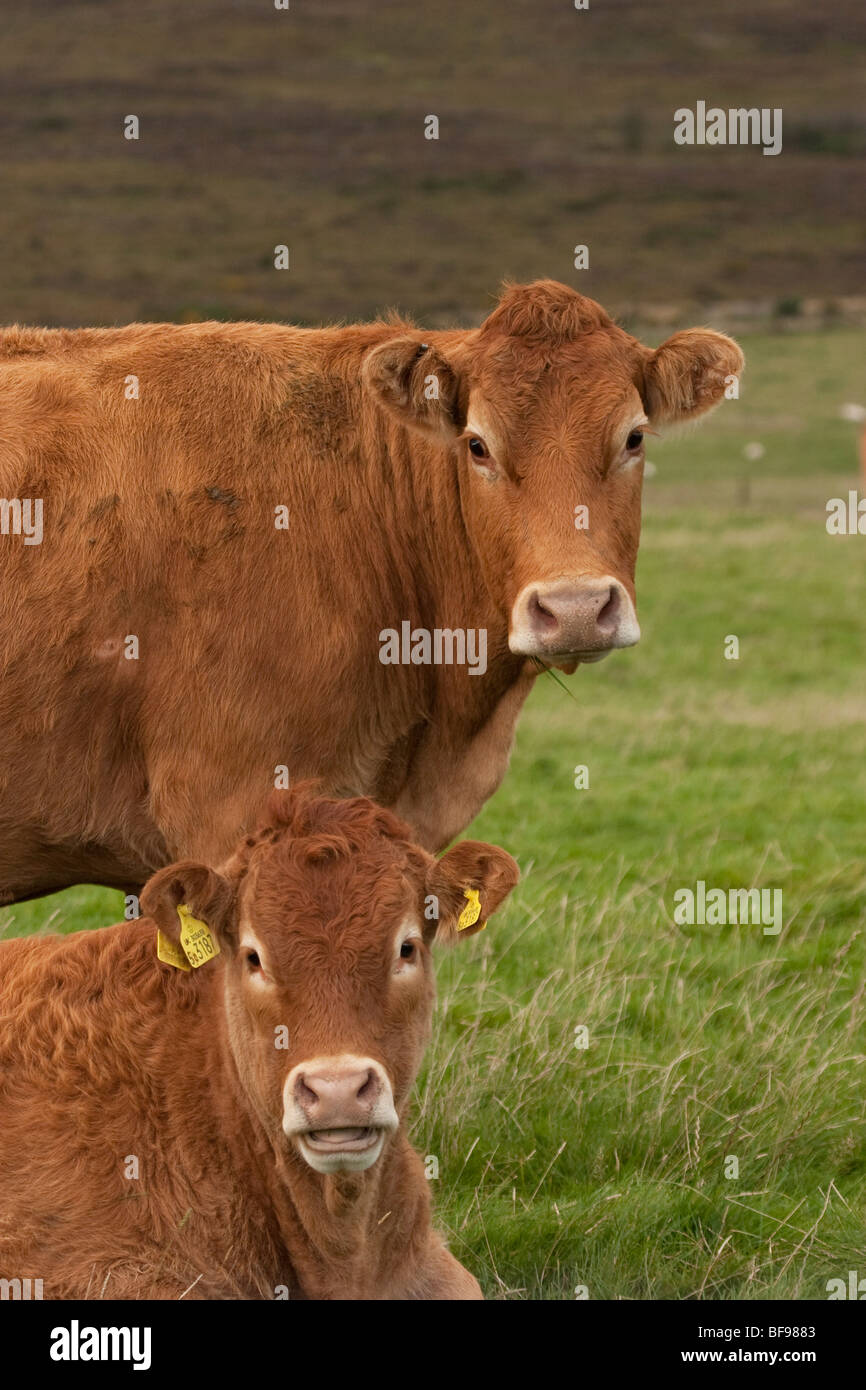 British Limousin mucca con vitello, England Regno Unito Foto stock - Alamy