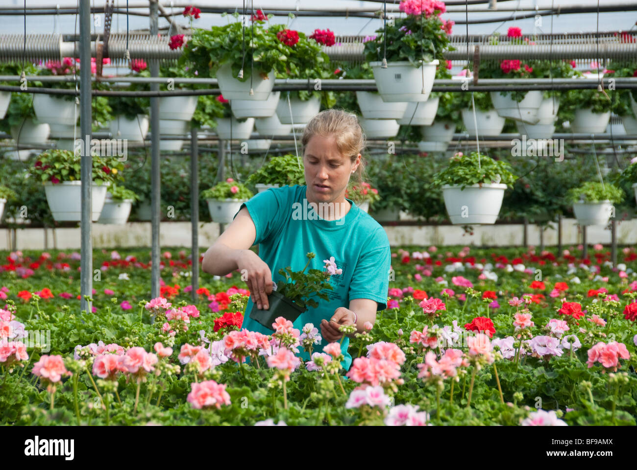 Lauren Peddicord , lavorando con fiori a Radabaugh serra in Freeland MD Foto Stock