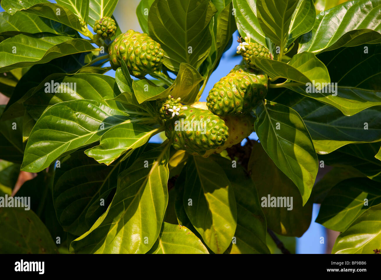 Impianto di noni, frutta e fiori Foto Stock