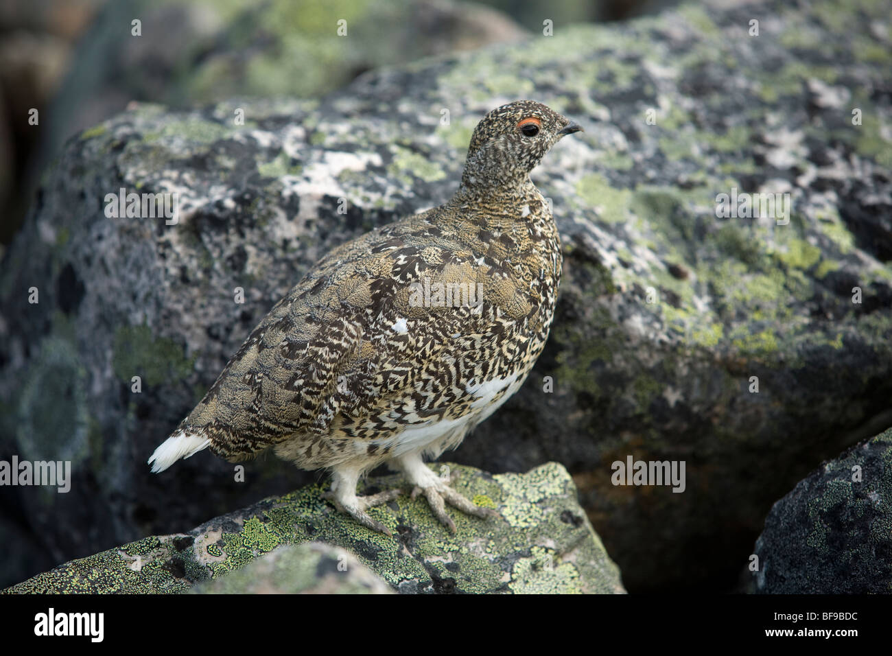 White-tailed pernice bianca, Cavell Meadows, Jasper National Park, Alberta, Canada Foto Stock