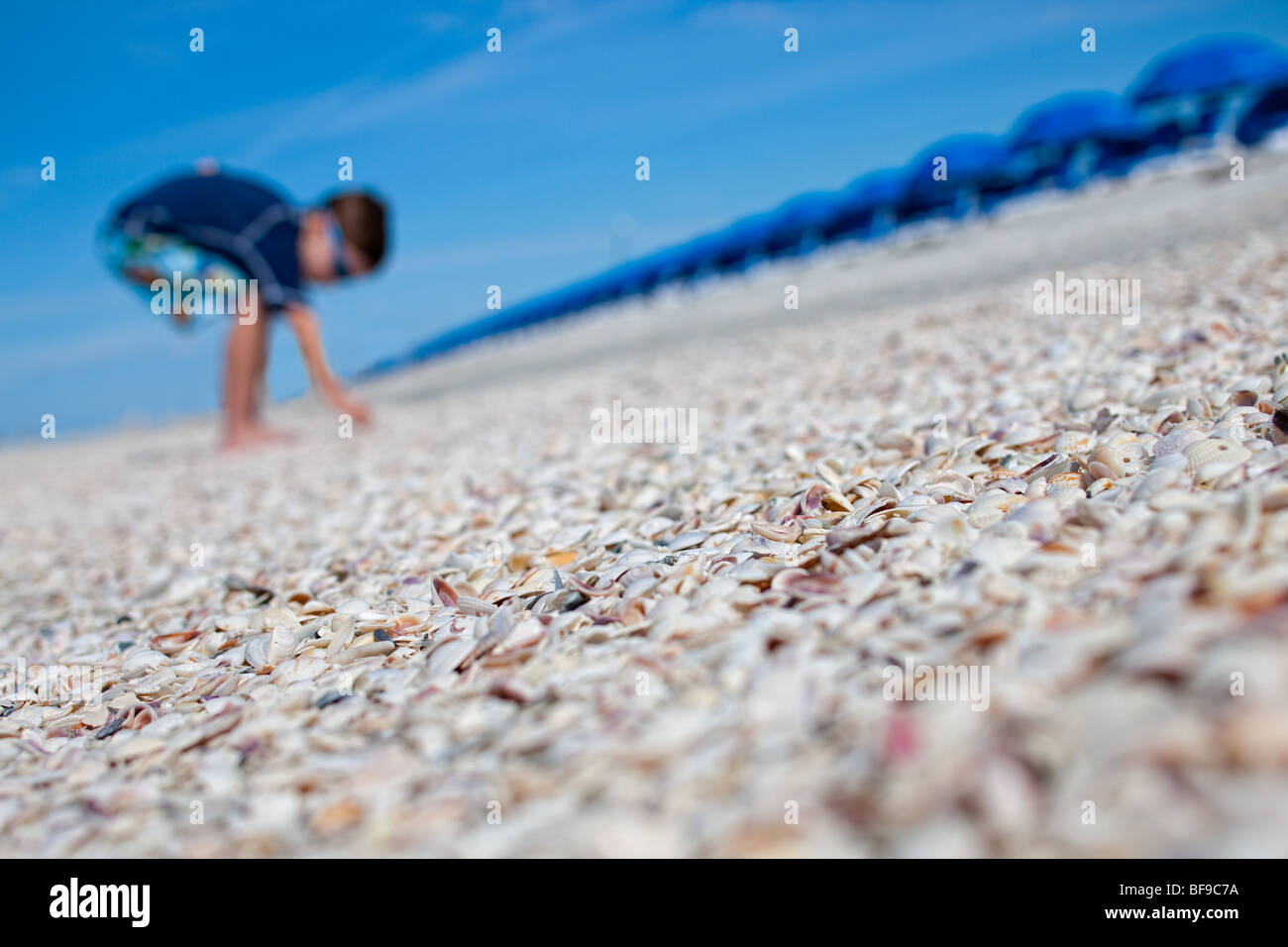 Conchiglie di mare sulla spiaggia di Clearwater, Florida Foto Stock