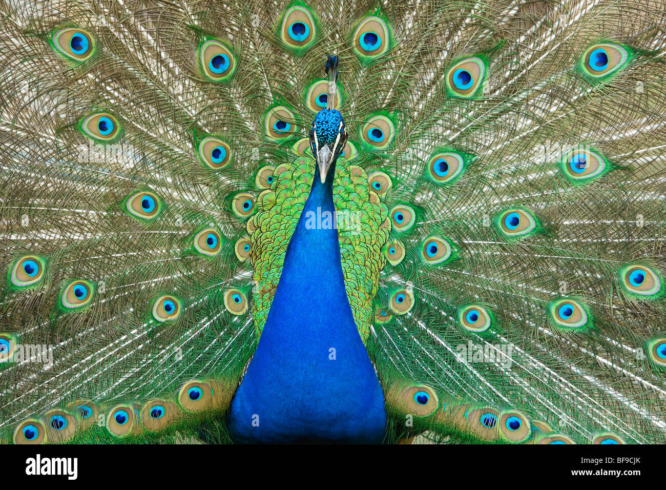 Bellissimo pavone maschio con le sue colorate piume di coda di diffusione Foto Stock