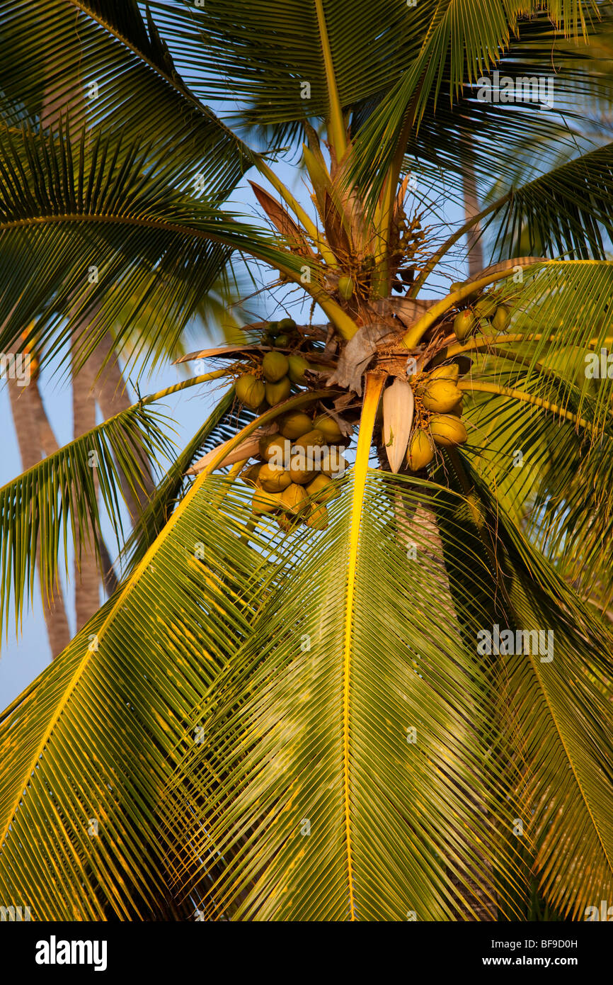 Coconut Palm tree Foto Stock