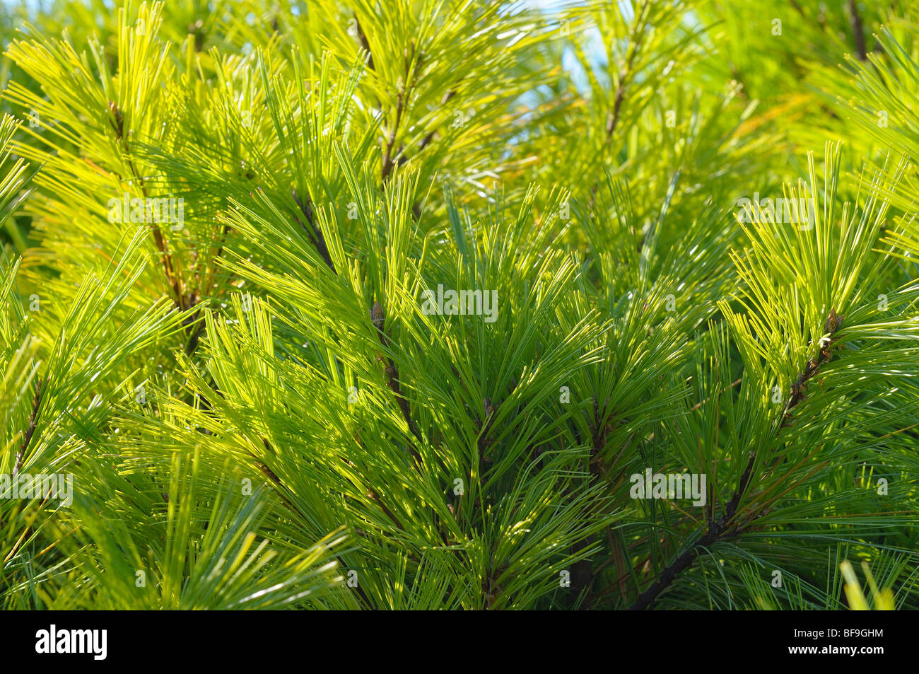 Primo piano di pino. Foto Stock