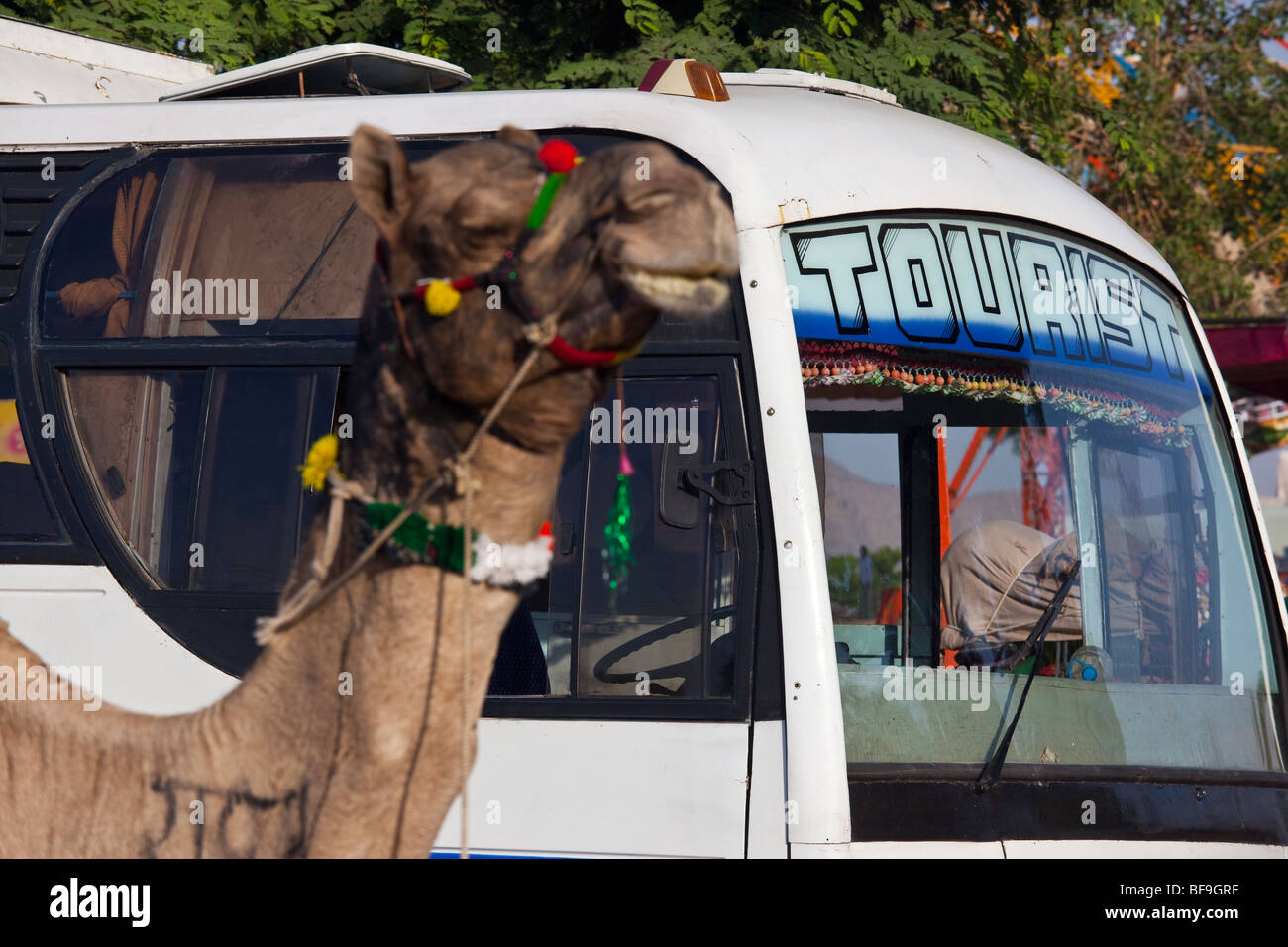 Autobus turistico al Camel Fair in Pushkar nel Rajasthan in India Foto Stock