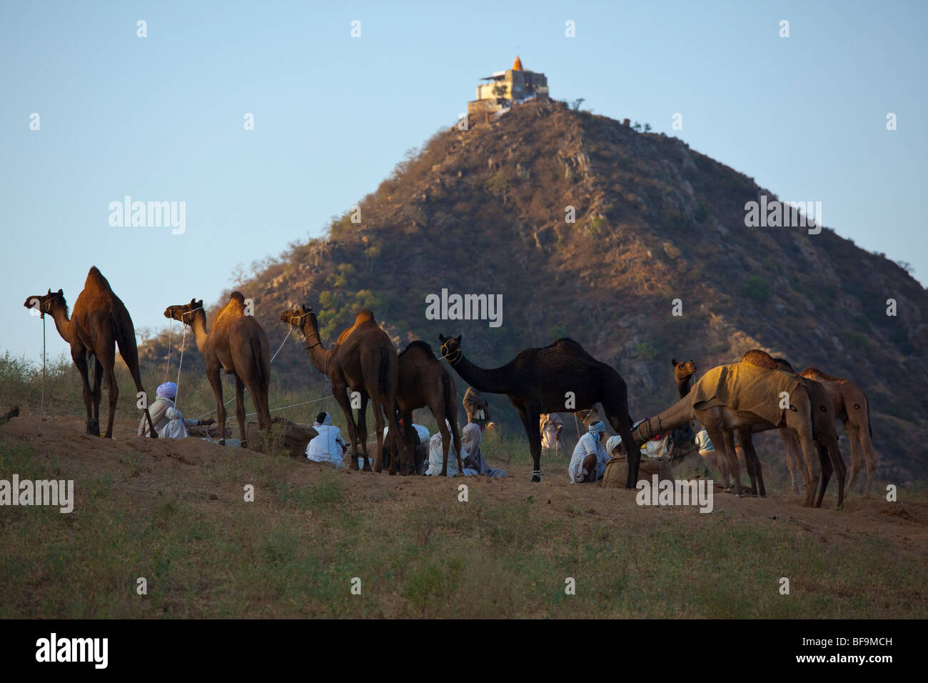 Cammelli su di una collina nella parte anteriore del tempio Savitri durante il Camel Faire in Pushkar nel Rajasthan in India Foto Stock