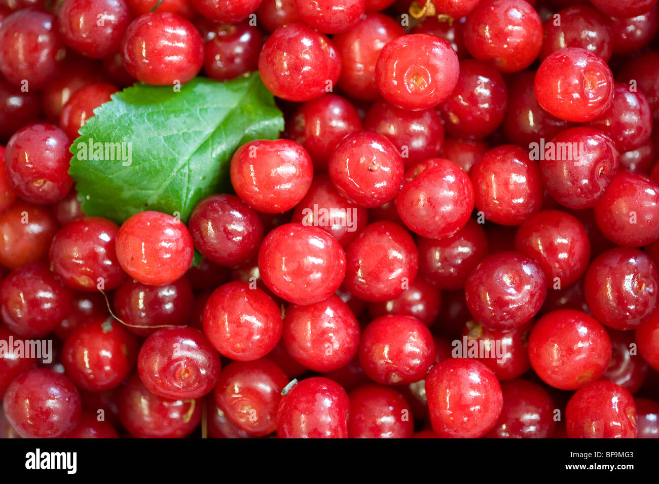 Baughers Orchard farm mercato, ciliege acide, Westminster, Maryland Foto Stock