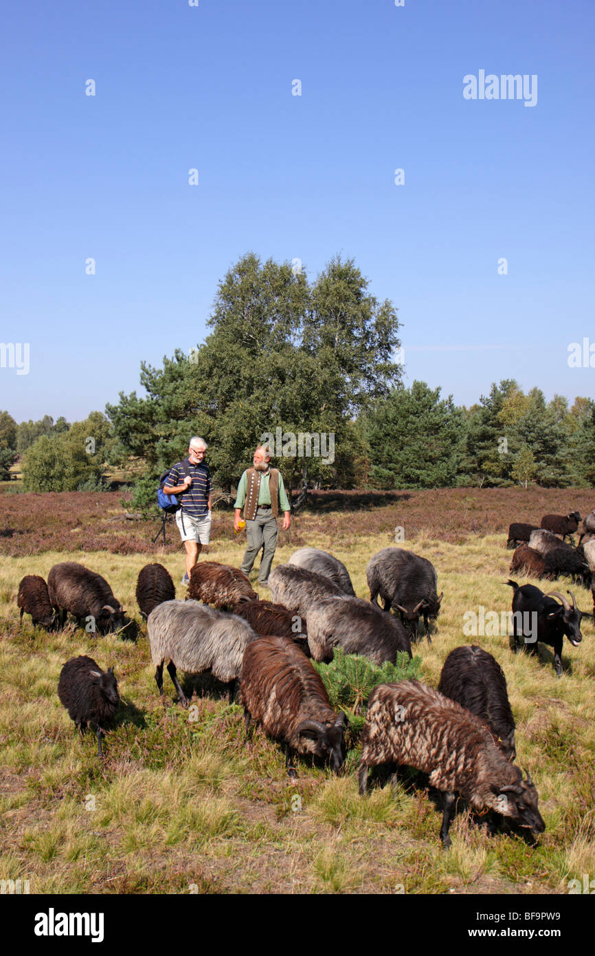 Un pastore con le sue pecore a Luneburg Heath, Bassa Sassonia, Germania Foto Stock