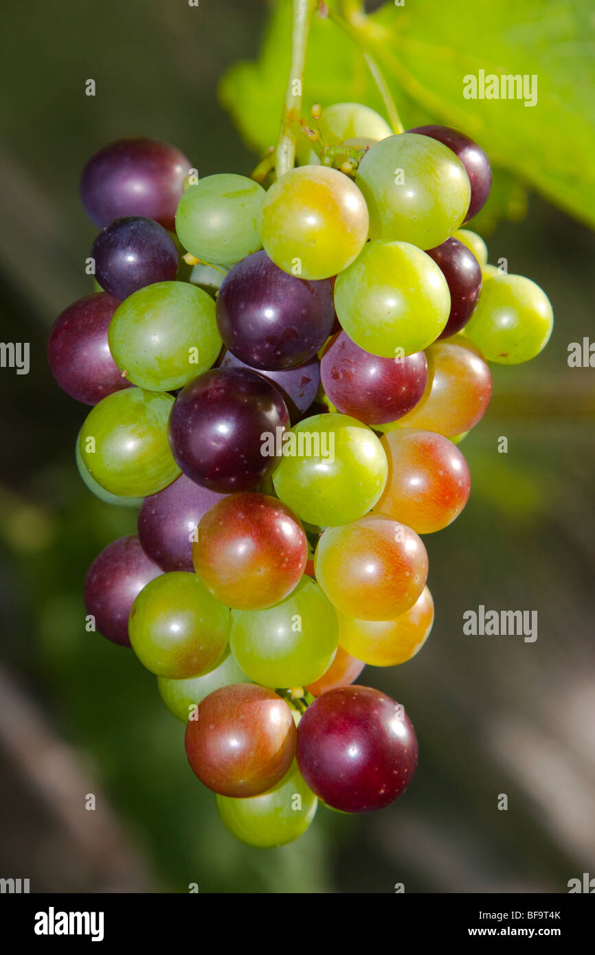 Vitigno in serra giardino, England Regno Unito Foto Stock