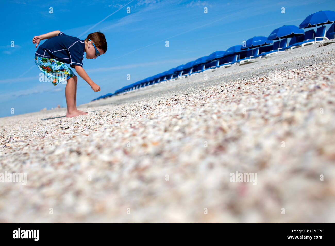 Conchiglie di mare sulla spiaggia di Clearwater, Florida Foto Stock