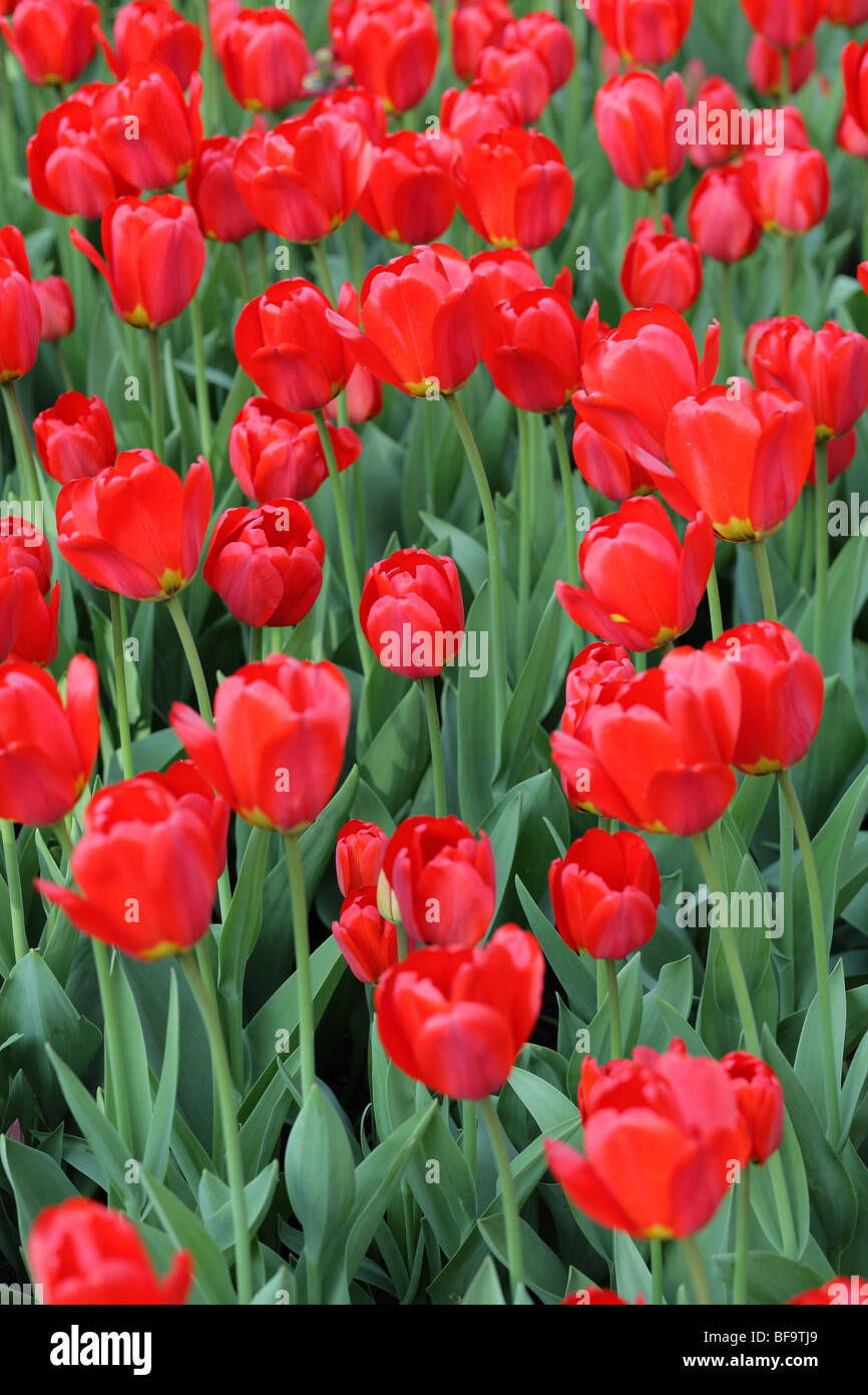 Red tulip a primavera sulla terra Foto Stock