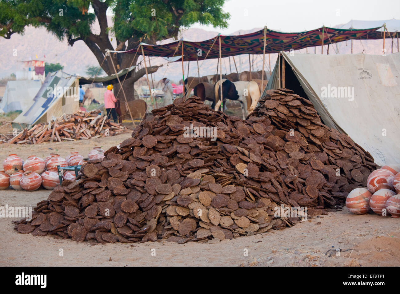 Sterco di cammello come biocarburante al Camel Fair in Pushkar India Foto Stock