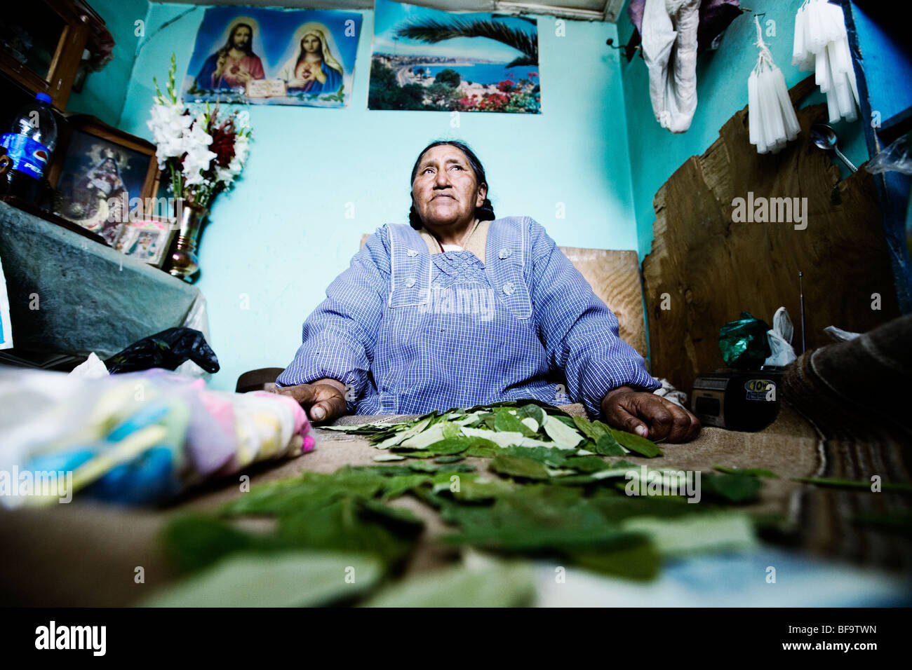Yatiri, uno sciamano di Aymara gruppo indigeno, può raccontare il vostro futuro da essiccato foglie di coca. El Alto, La Paz, Bolivia. Foto Stock