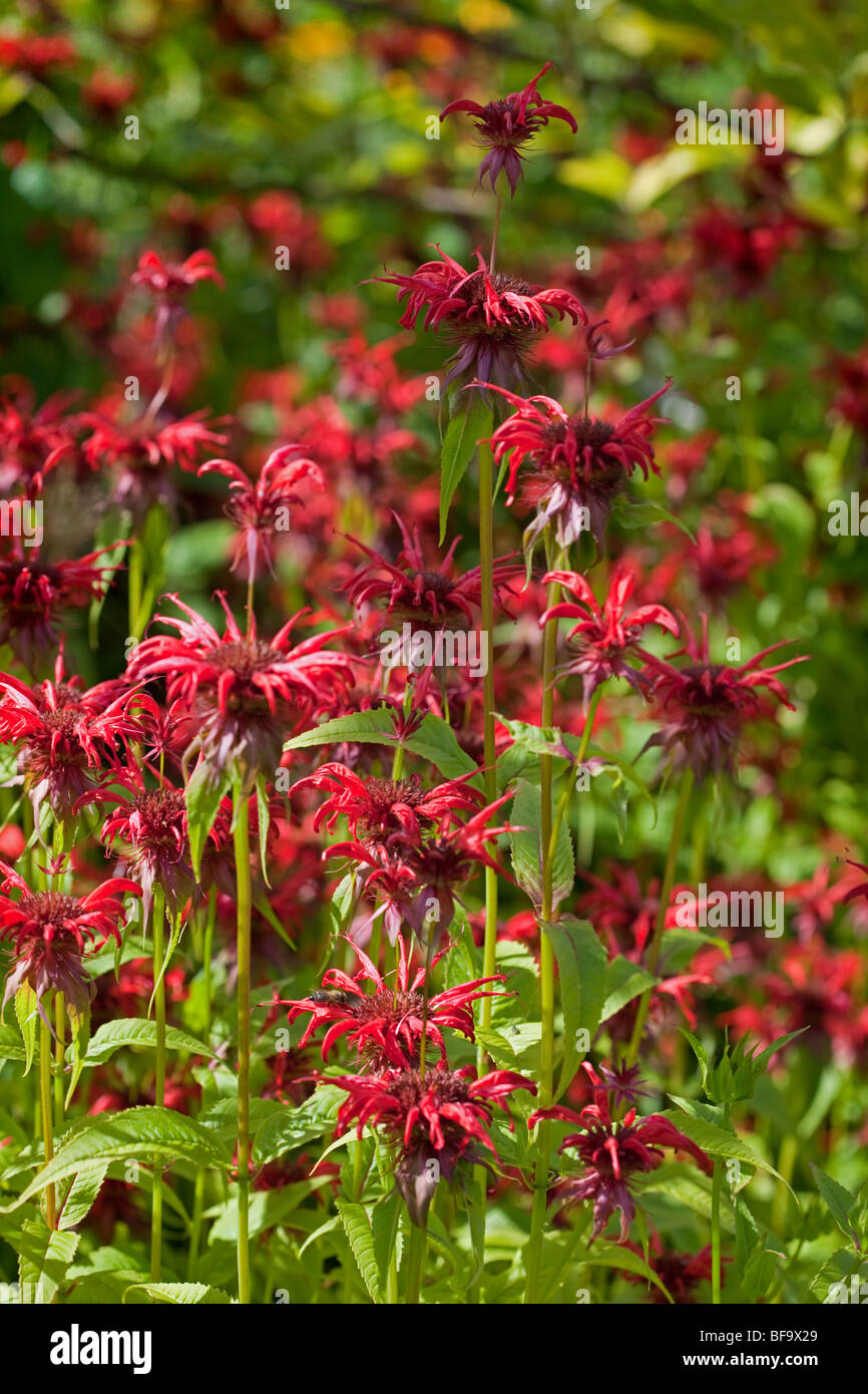 Monarda bergamotto, REGNO UNITO Foto Stock