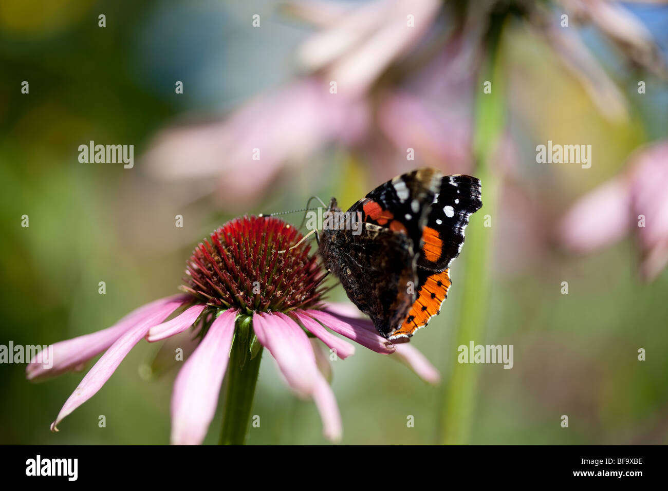 Red Admiral farfalla sulla echinacea purpurea Foto Stock