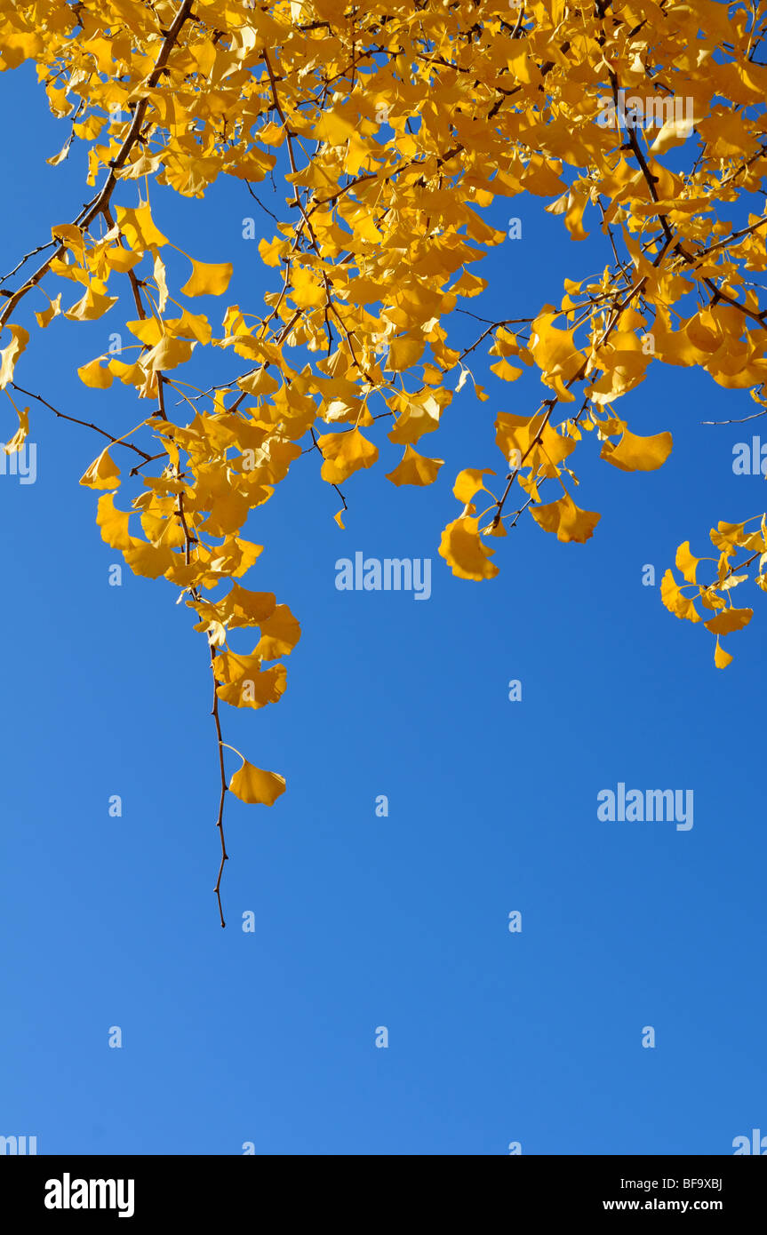 Di colore giallo brillante ginkgo foglie oltre il cielo blu Foto Stock