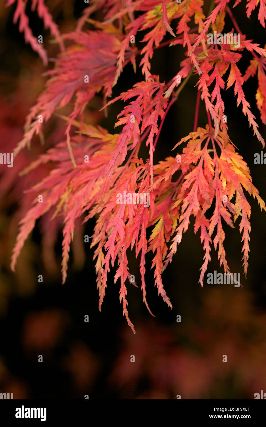 Vibranti colori autunnali di Acer Seiryu Foto Stock