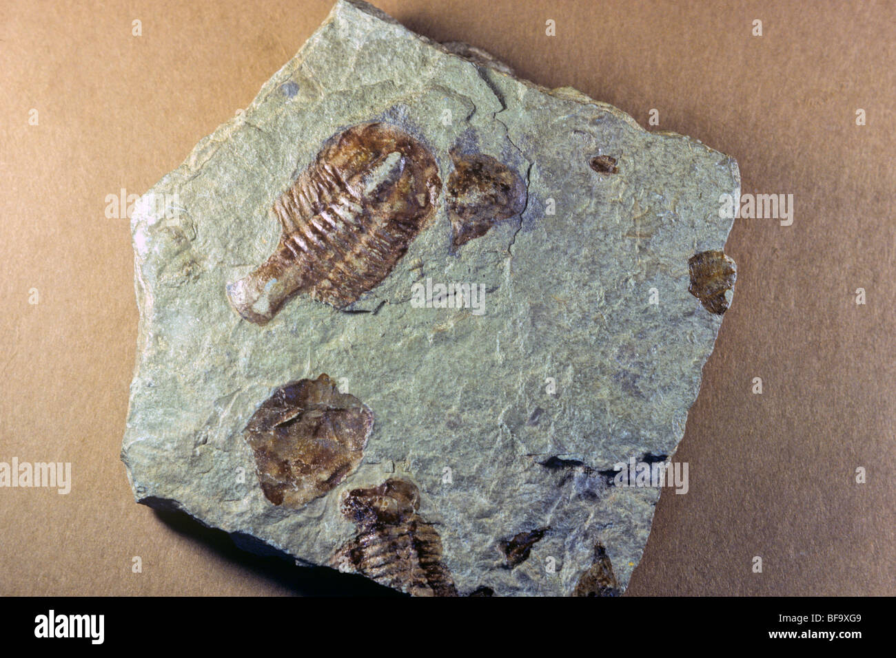 Trilobiti fossile da Bright Angel Shale, inizio alla metà del Cambriano età, esemplare dalla collezione del museo del Grand Canyon National P Foto Stock
