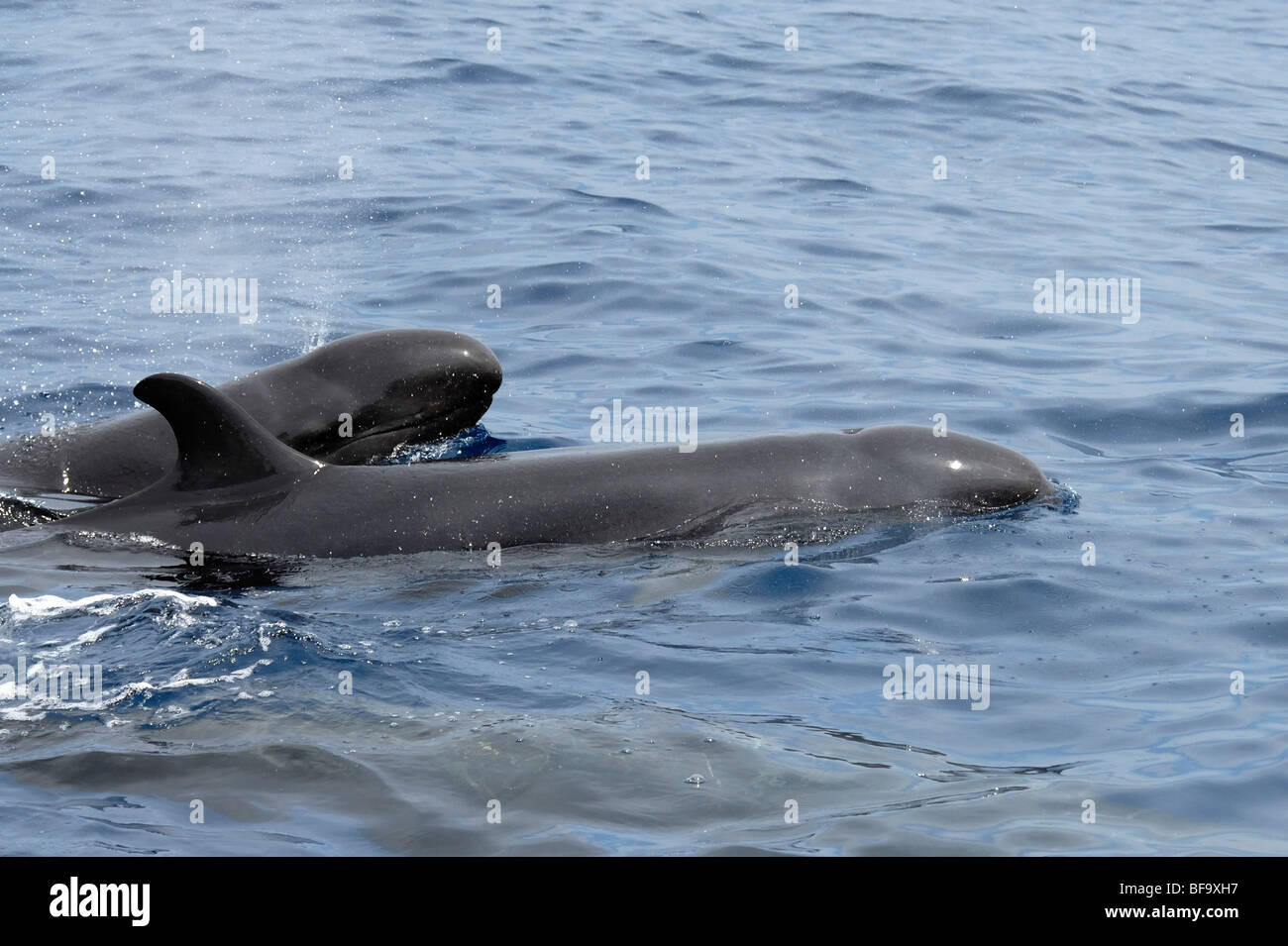 Falso Killer Whale, Pseudorca crassidens, superfici a destra accanto al whale watch barca, Maldive, Oceano Indiano. Foto Stock