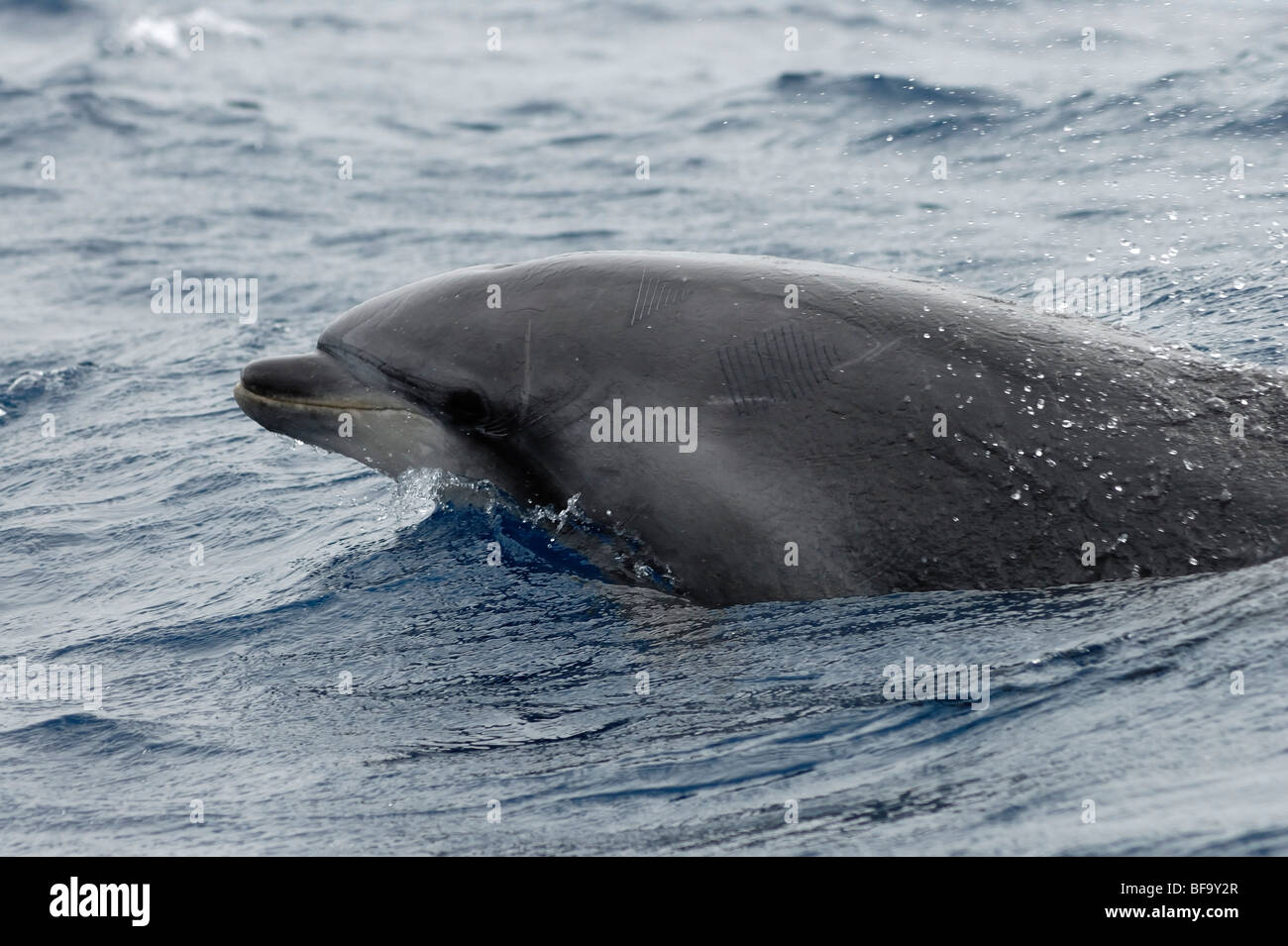 Comune di delfini tursiopi, Tursiops truncatus, porpoising, a sud dell'isola di Pico, Azzorre, Oceano Atlantico. Foto Stock