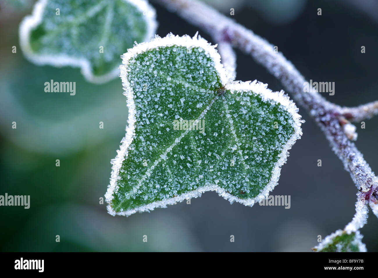 Close up di un verde scuro di forma triangolare ricoperti di foglia in una molla frost Foto Stock