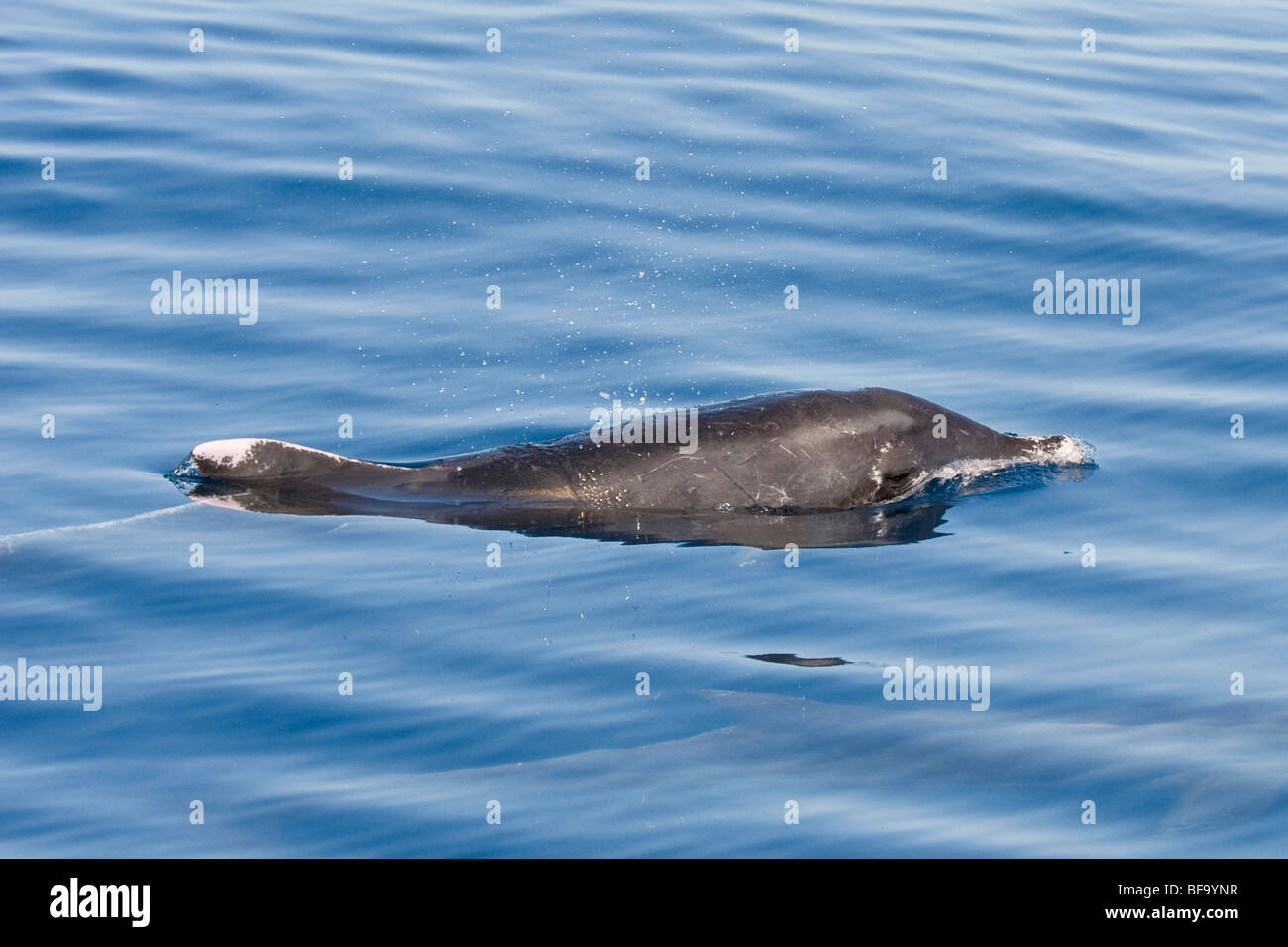 Ruvida Delfino dentata, Steno bredanensis, affiorante, Costa Rica, Oceano Pacifico. Foto Stock