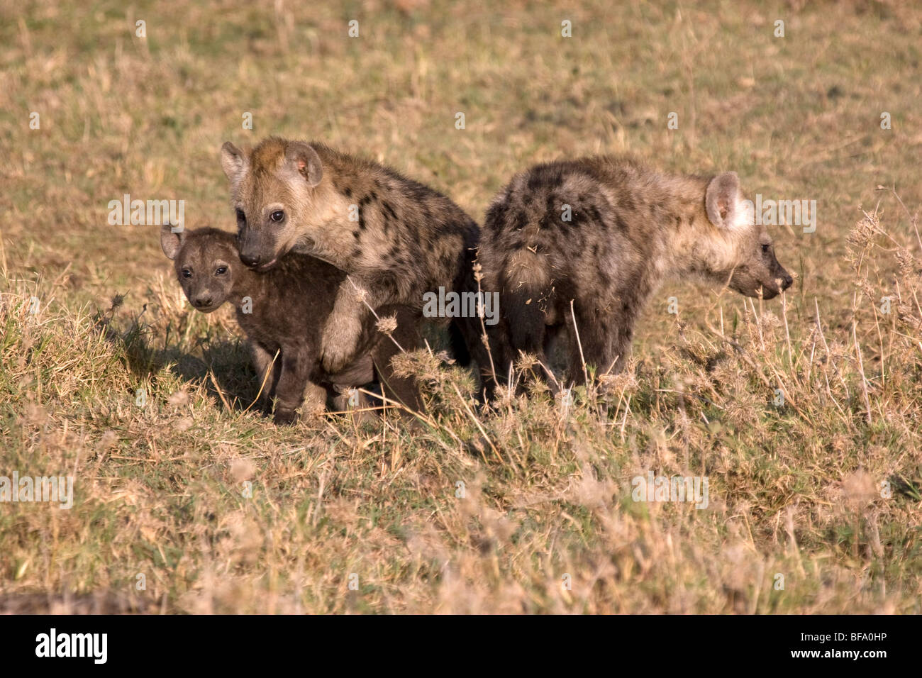 La iena cubs giocando Foto Stock