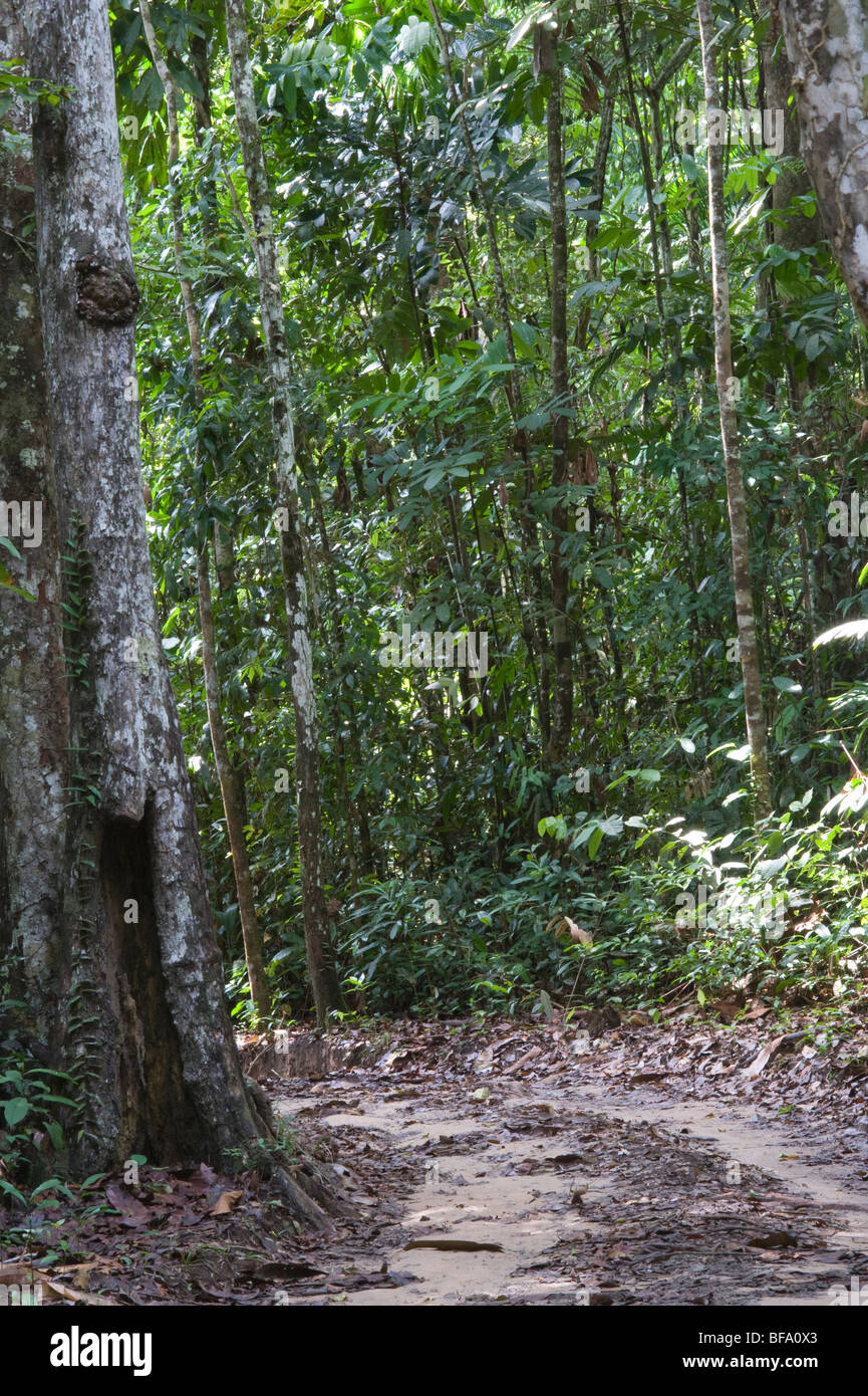 La via attraverso la foresta pluviale, habitat della foresta pluviale Iwokrama, Guiana Shield, Guyana, Ottobre Foto Stock