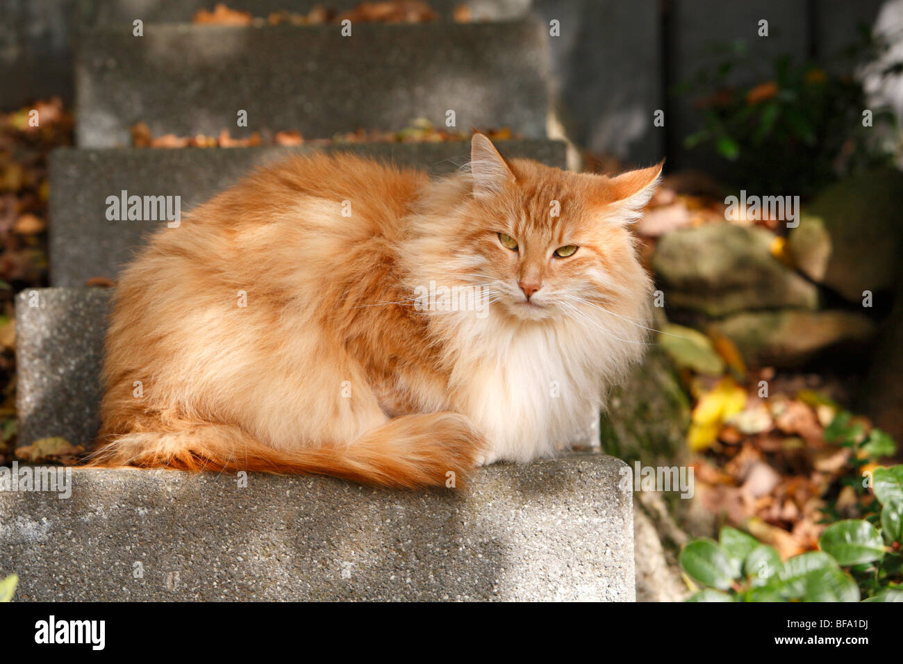 Il gatto domestico, il gatto di casa, Norvegese delle Foreste (Felis silvestris f. catus), 5 anni individuo disteso su una scala, Germania Foto Stock