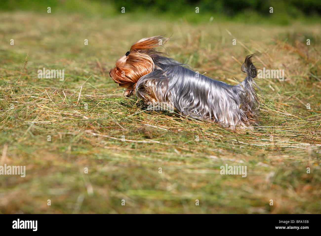 Yorkshire Terrier (Canis lupus f. familiaris), che corrono su un prato, Germania Foto Stock