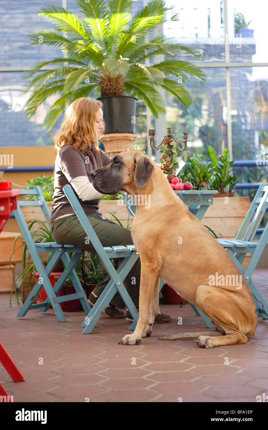 Alano (Canis lupus f. familiaris), giovane donna seduta in un caf, il suo cane accanto a lei, Germania Foto Stock