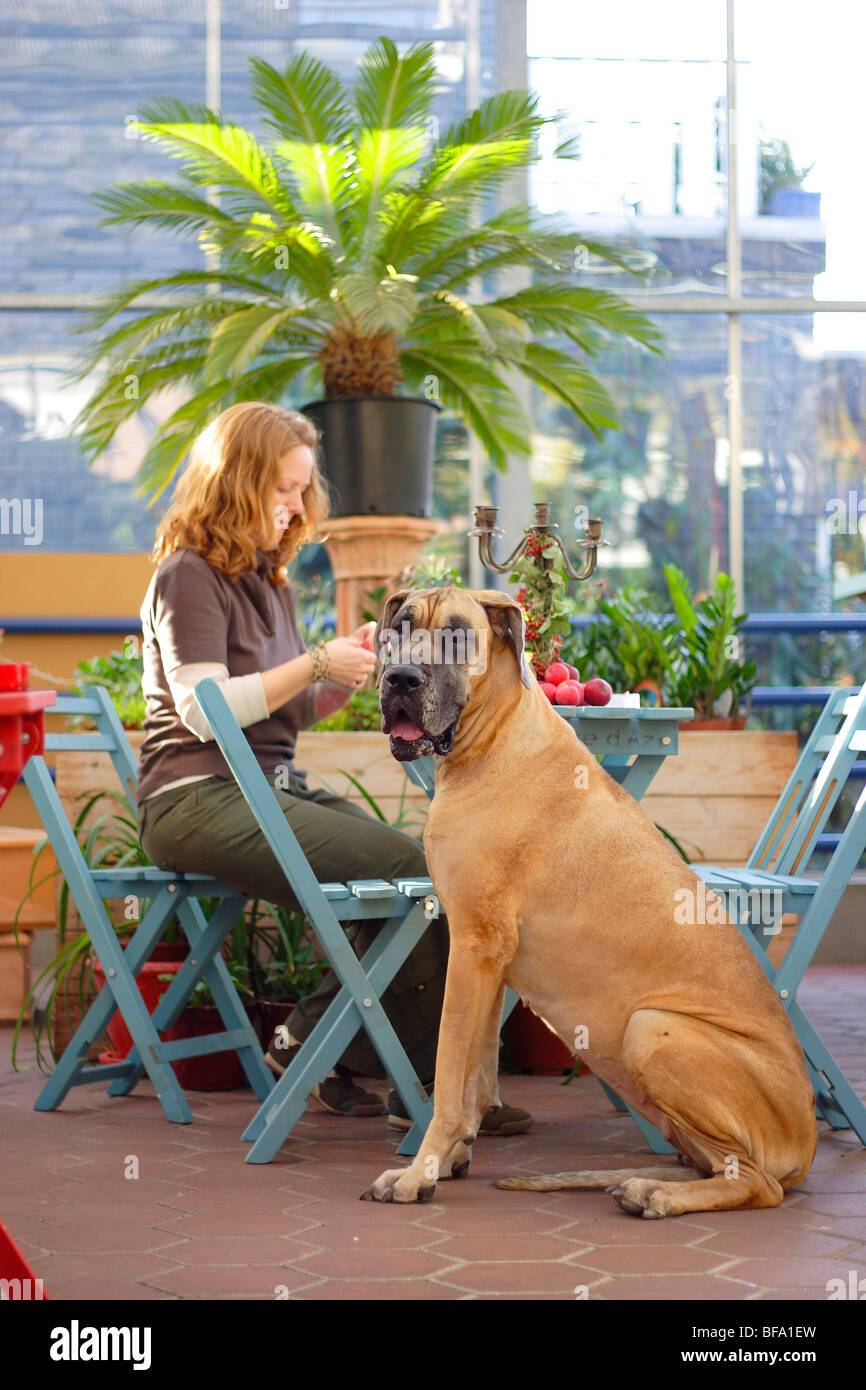 Alano (Canis lupus f. familiaris), giovane donna seduta in un caf, il suo cane accanto a lei, Germania Foto Stock