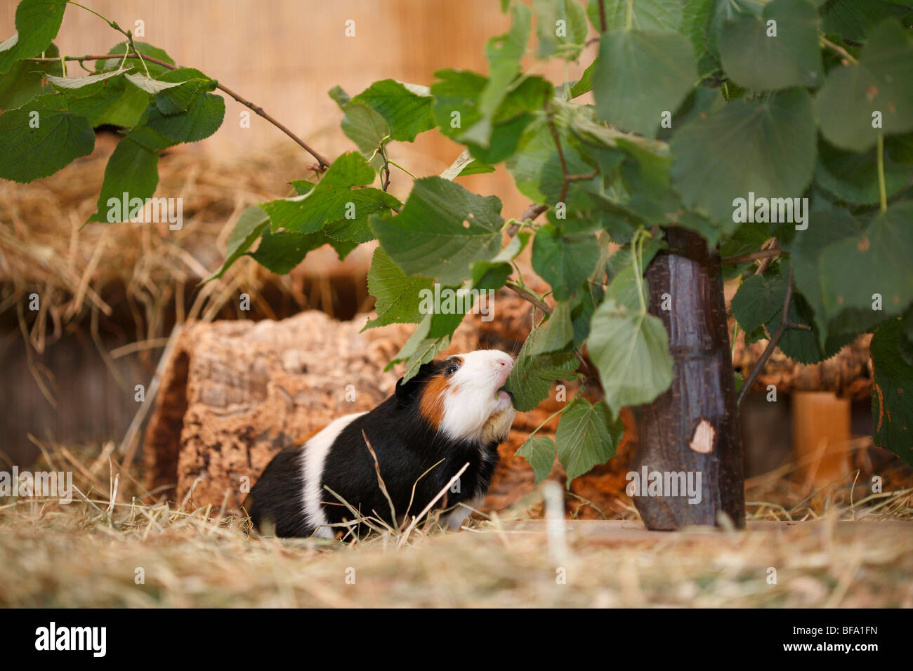 Cavy, cavia (cavia spec.), in una gabbia, alimentando su foglie Foto Stock