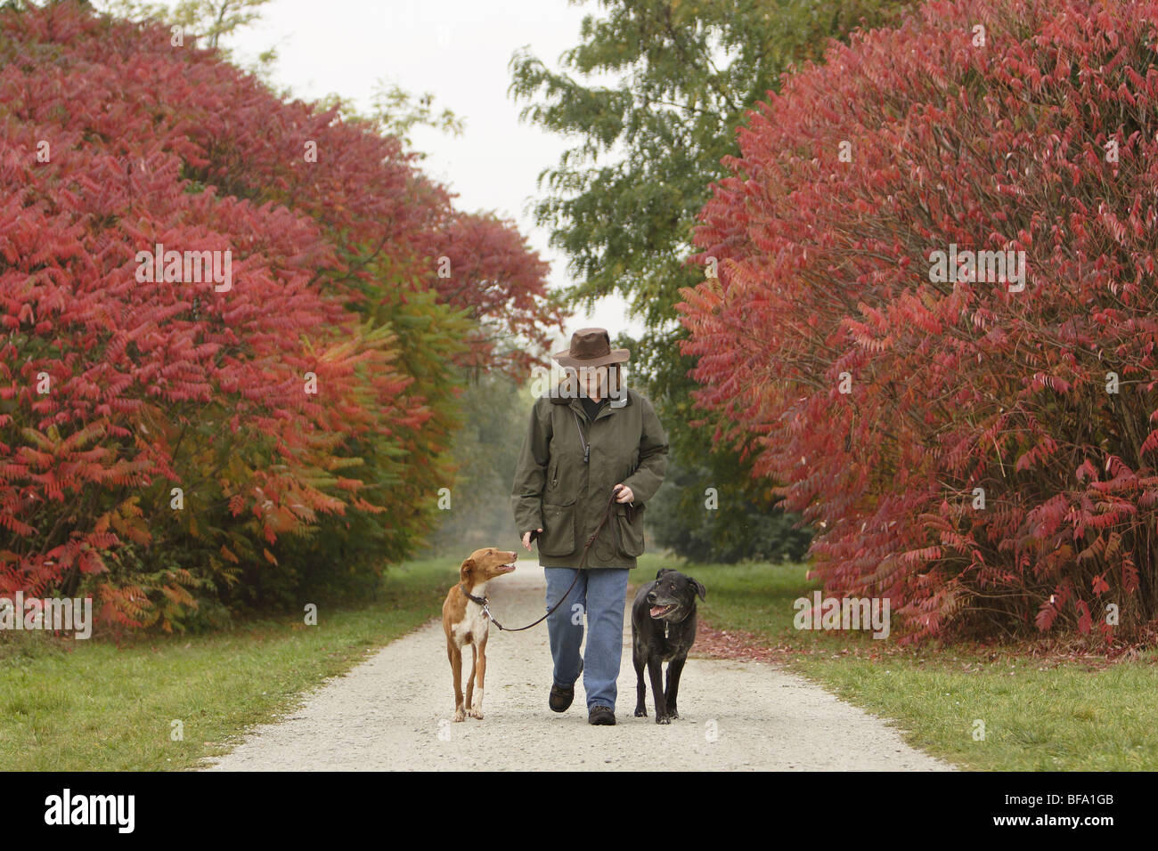 Donna che cammina i suoi cani in un parco, Germania Foto Stock