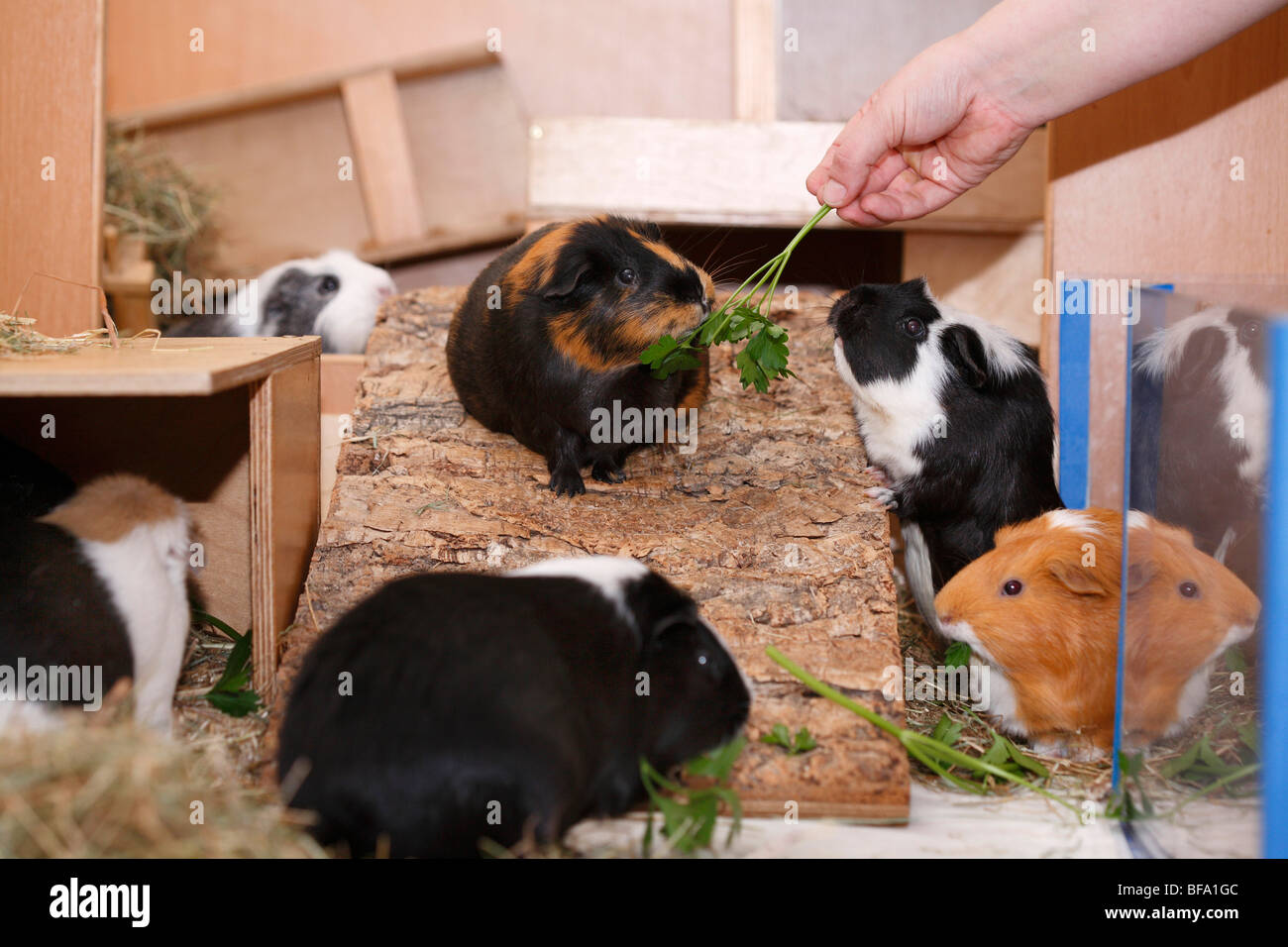 Cavy, cavia (cavia spec.), in gabbia, si nutrono di prezzemolo Foto Stock