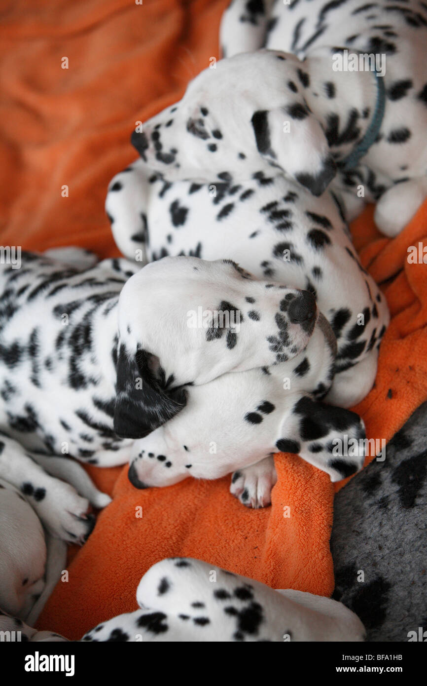Dalmazia (Canis lupus f. familiaris), cuccioli giacente su una coperta dormendo Foto Stock