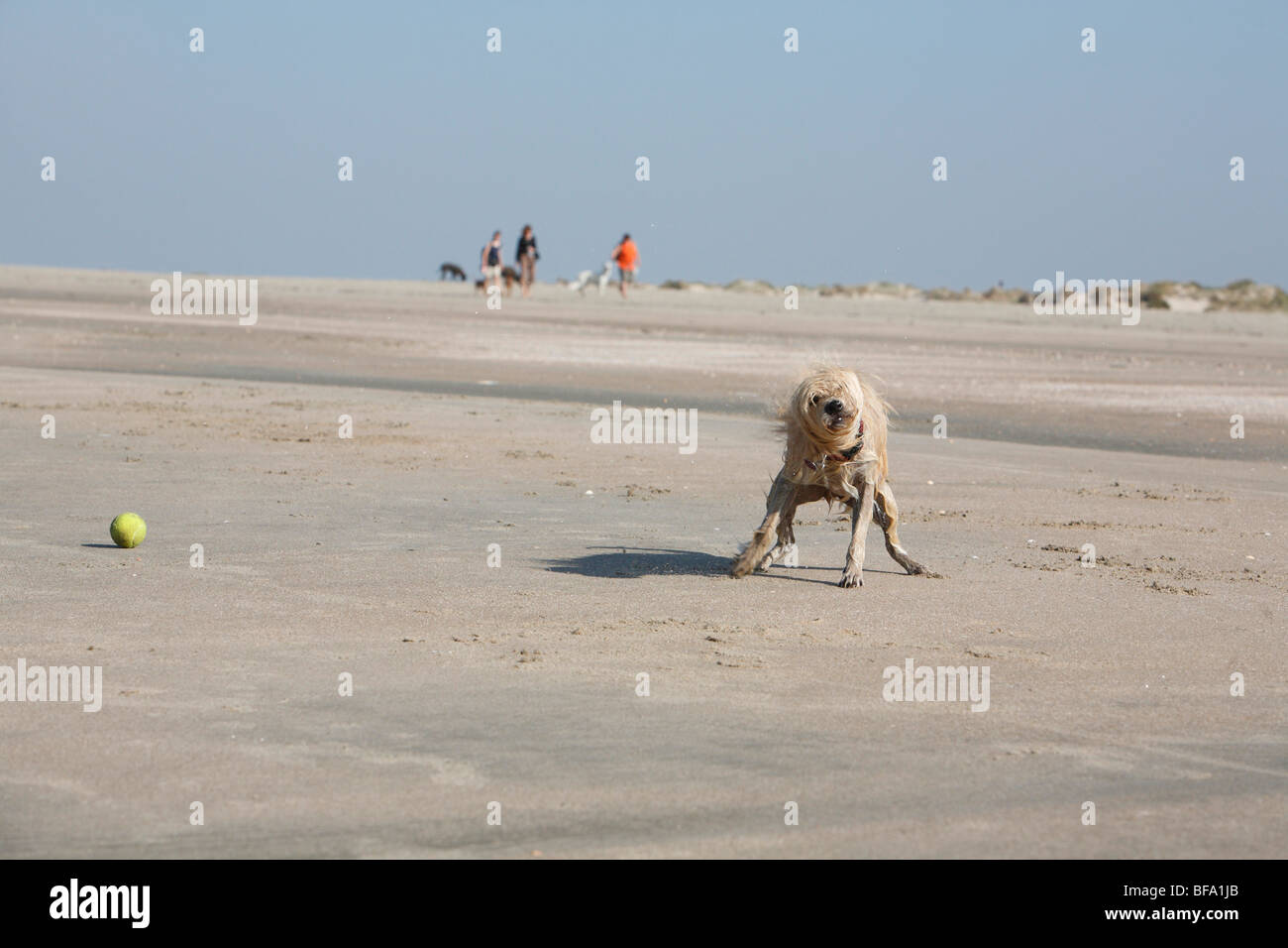 Razza cane (Canis lupus f. familiaris), presso la spiaggia agitando l'acqua fuori la sua pelliccia, Germania Foto Stock