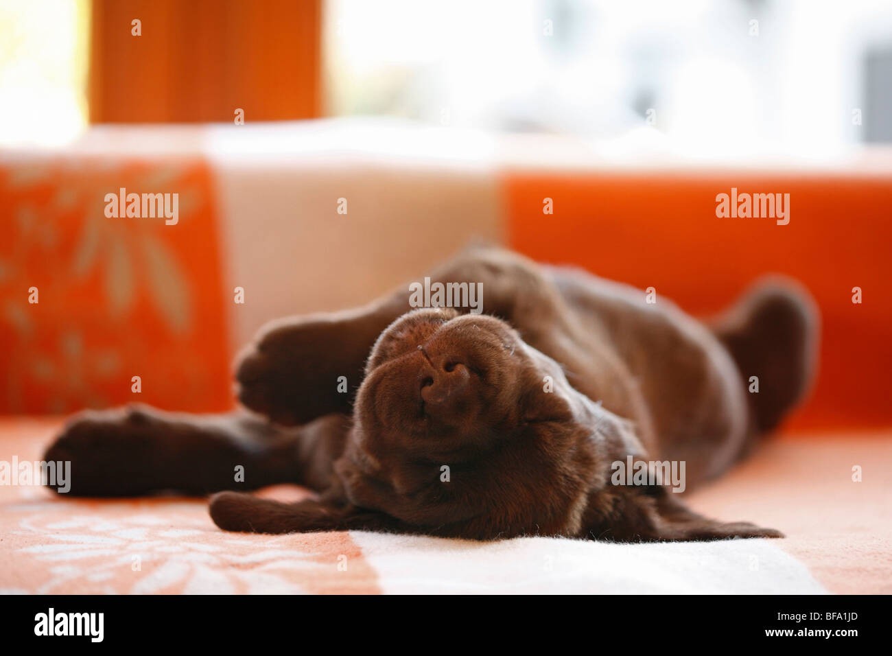 Il Labrador Retriever (Canis lupus f. familiaris), brown 6 settimane vecchio cucciolo sdraiato sul divano del sonno, Germania Foto Stock