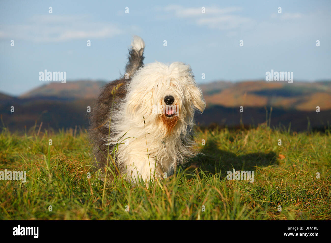 Old English Sheepdog, Bobtail (Canis lupus f. familiaris), che corrono su un prato, Germania Foto Stock