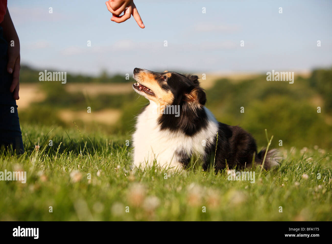 Shetland Sheepdog (Canis lupus f. familiaris), geeting l'ordine di fare una capriola , Germania Foto Stock