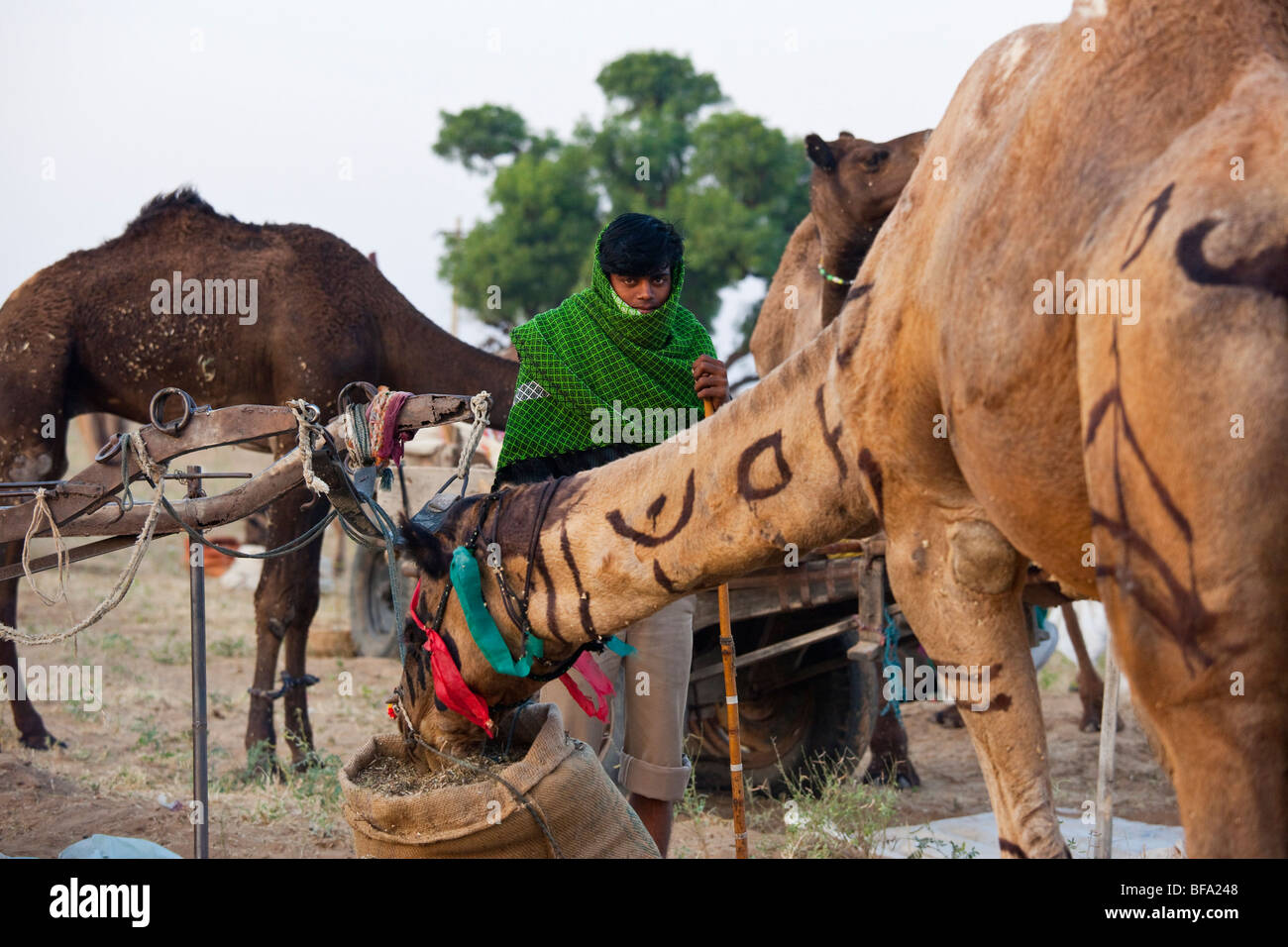 Giovane uomo Rajput alimentando il suo cammello al Camel Fair in Pushkar India Foto Stock